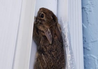 A baby bonnie getting shelter at my frames scaled