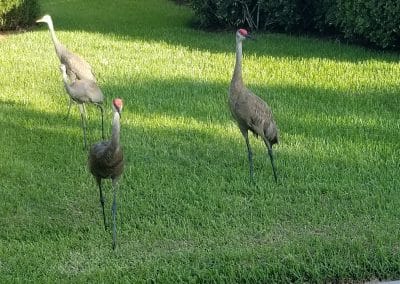 Cranes at the job scaled