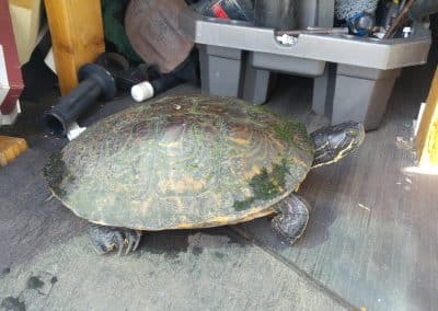 I had to rescue this guy from the street scaled
