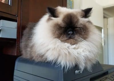 Leoncito helping me at my office scaled
