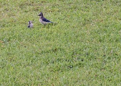 Same Blue Jay chick with the mom scaled