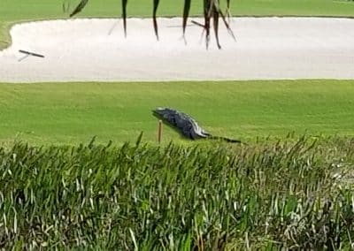no golf players this afternoon scaled