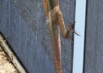 unexpected inspector scaled